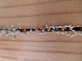 ○シロアリ防除