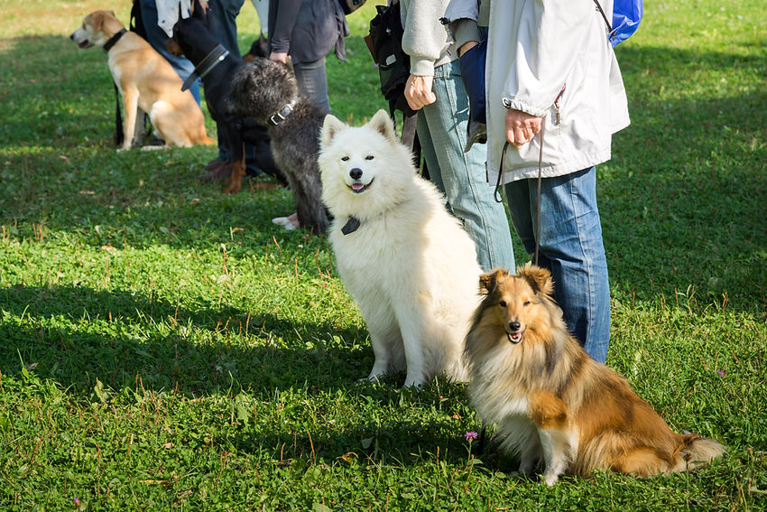 犬の訓練