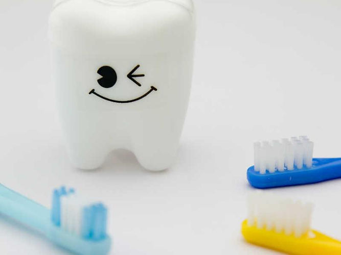 歯の模型と歯ブラシ