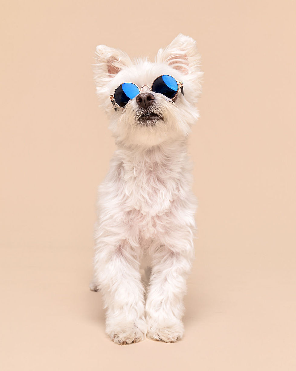 Small white dog wearing reflective sunglasses