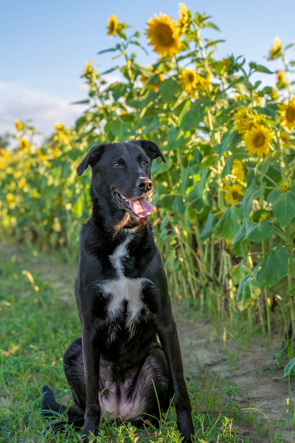 Black dog sitting in a sunflower field, tongue out, with bright yellow blooms and blue sky in the background.