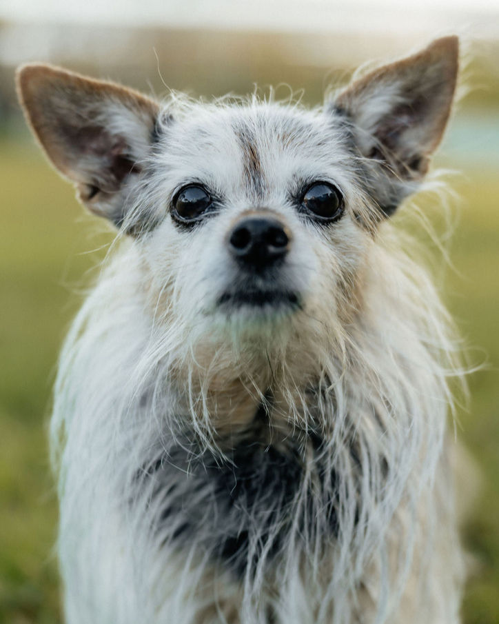Close-up of a scruffy, alert dog with black and white fur, standing outdoors on grass. The background is blurry, suggesting a park setting.