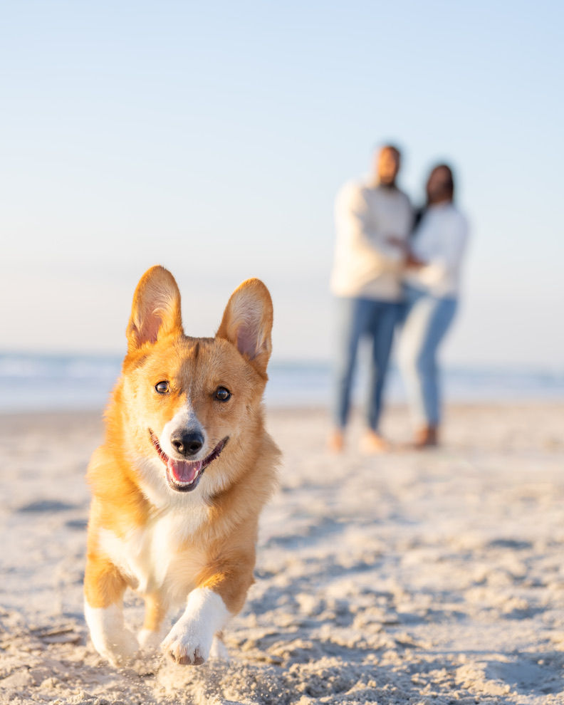 Corgi joyfully runs on a sandy beach; blurred couple in background holds hands under a clear blue sky.