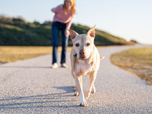 A dog walks on a path with a blurred woman in the background. It's a sunny day, and the setting is grassy and hilly. The mood is relaxed.