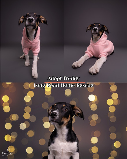 Professional photograph of pet on gray backdrop