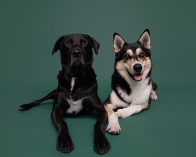 Two dogs sitting in front of green backdrop