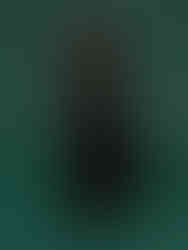 Brown dog on green backdrop