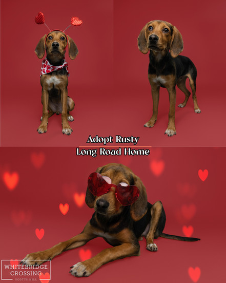 Pet professionally photographed on red backdrop with valentine's day theme