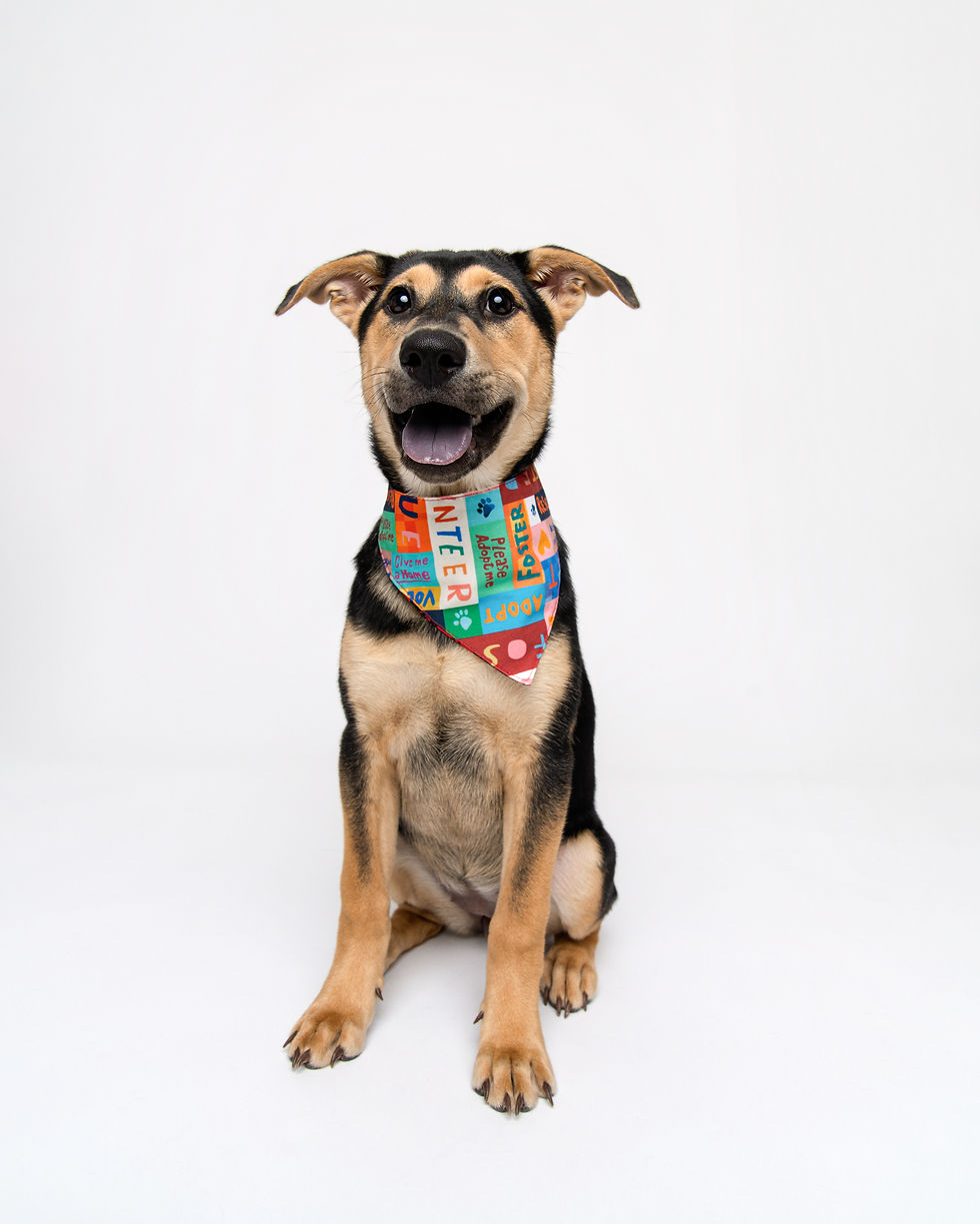 Happy black-and-tan dog sitting on white background, wearing colorful bandana with adopt, foster, volunteer text.