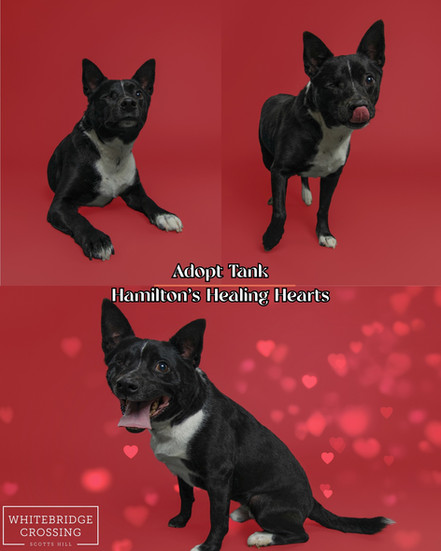 Pet professionally photographed on red backdrop with valentine's day theme