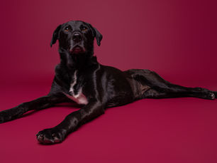 Black dog lying on a red background, looking upward. The setting is plain, emphasizing the dog's glossy coat and relaxed posture.