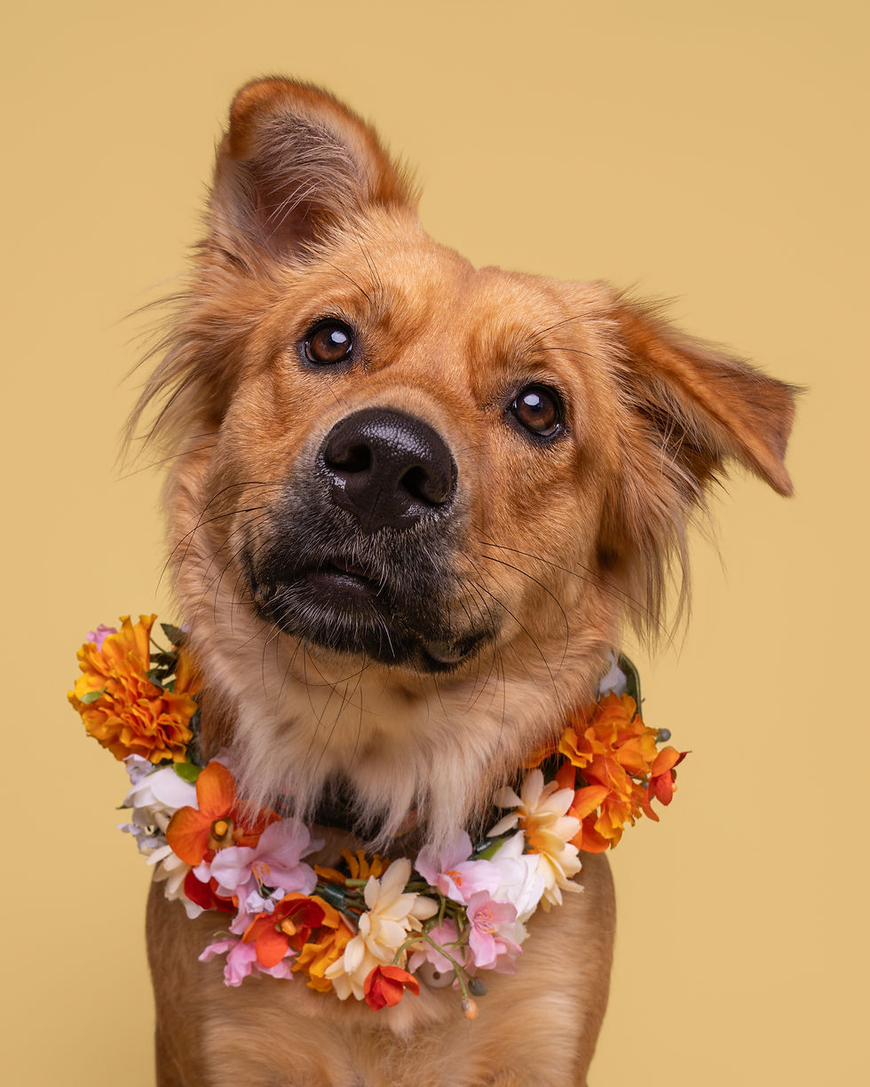 Close-up of a tan dog wearing a colorful flower lei against a yellow background, looking curious and calm.