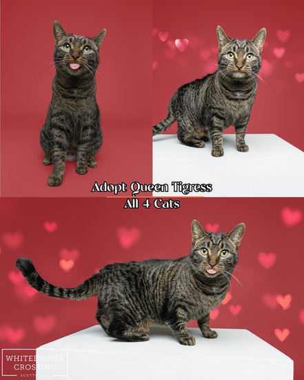 Pet professionally photographed on red backdrop with valentine's day theme