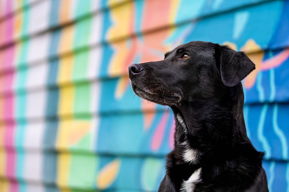 black dog standing in front of mural