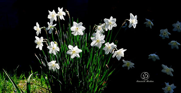 Daffodils Cabin 04 26 23 M1_1134.jpg