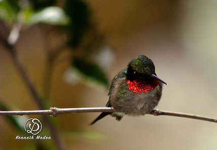 5 Hum Brd on Perch Red Neck Spr2022_8016.jpg