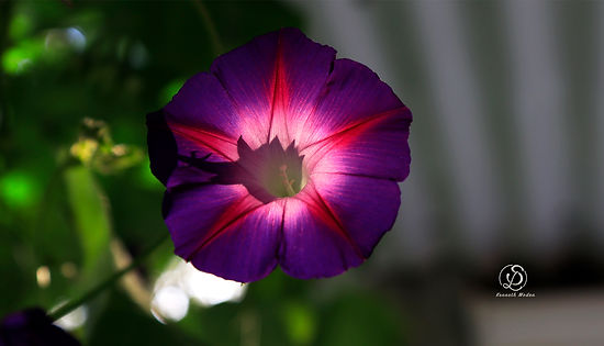 _MG_1592_ MGlory Illuminated M1.jpg