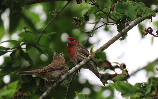 IMG_1647 Finch M1.jpg