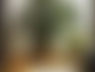 モンステラの育て方