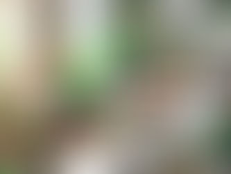 観葉植物の効果