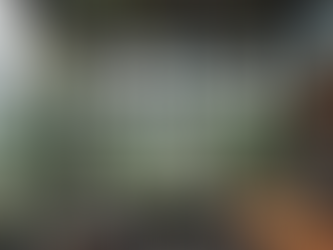 希少な観葉植物