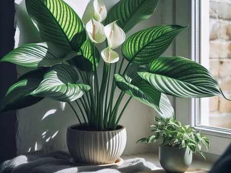 花の咲く観葉植物