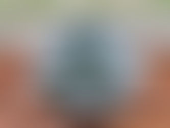 多肉植物の通気性について