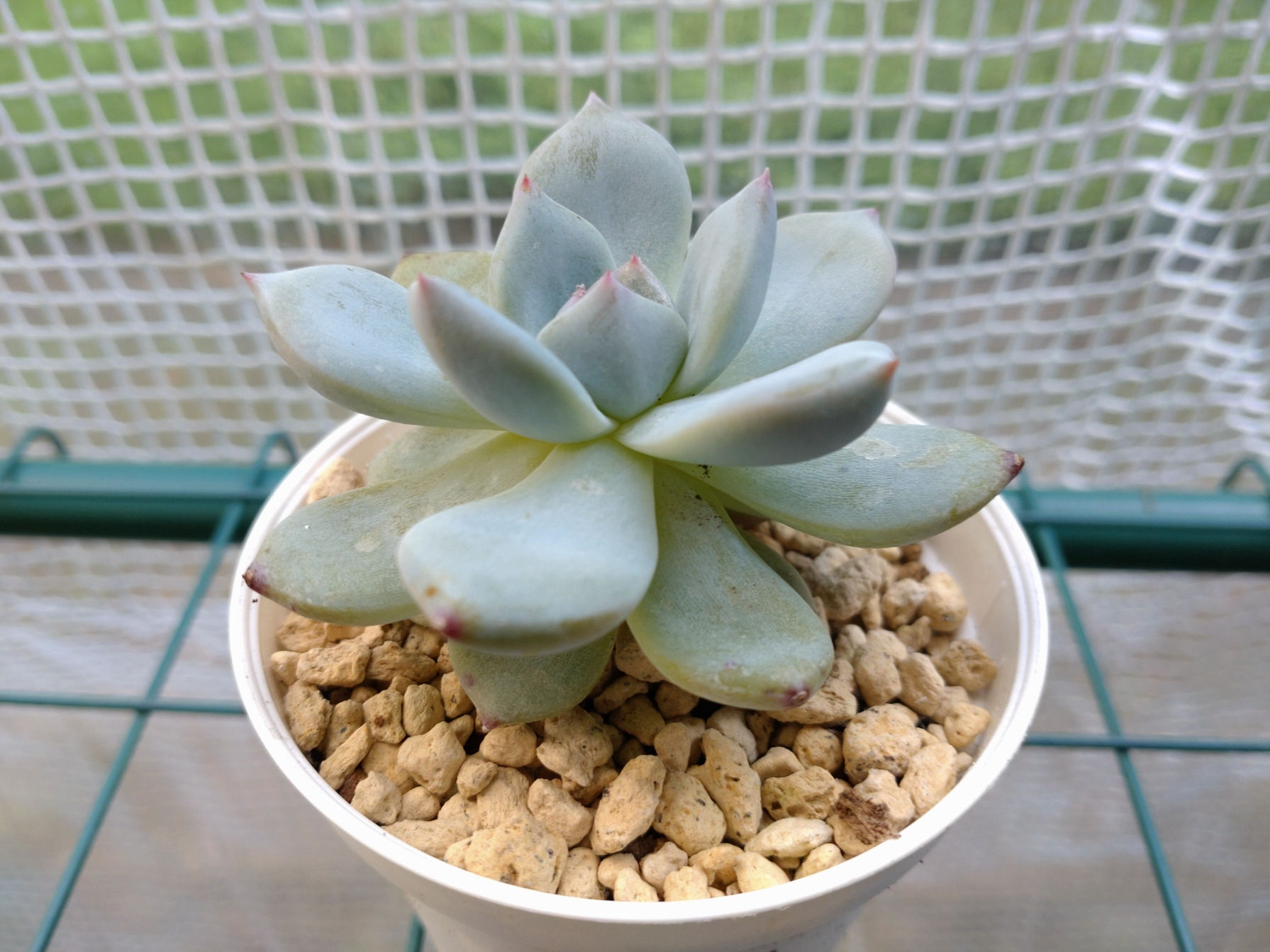 エケベリア　オレンジモンロー