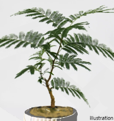 エバーフレッシュの育て方( Cojoba arborea var. angustifolia)
