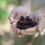 Thumbnail: Organic Jam - Mulberry&Passion Fruit