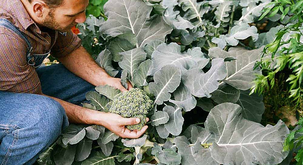 Picking Broccoli 2