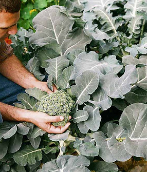 Gardener Harvesting Broccoli