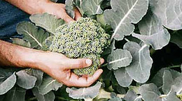 Picking Broccoli 2