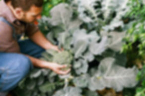 Organobag, organicos na caixa, organicos cestas, organicos vila leopoldina, organicos pinheiros, organicos delivery, organicos em casa, organicos lapa