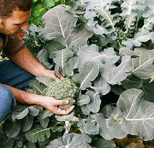 Picking Broccoli 2 