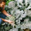 Thumbnail: Broccoli Seeds (Castledome)