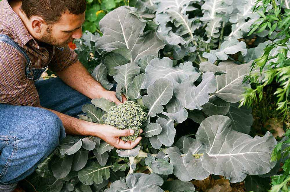 Picking Broccoli 2 