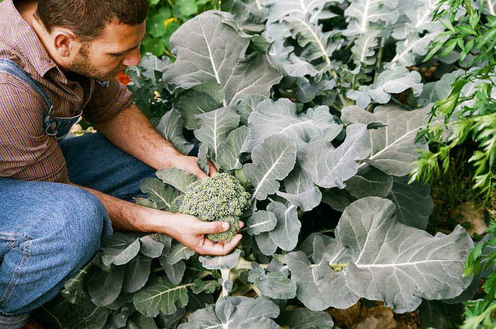 Picking Broccoli 2