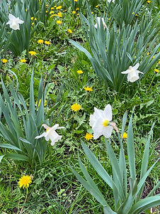 IMG_4507.jpeg