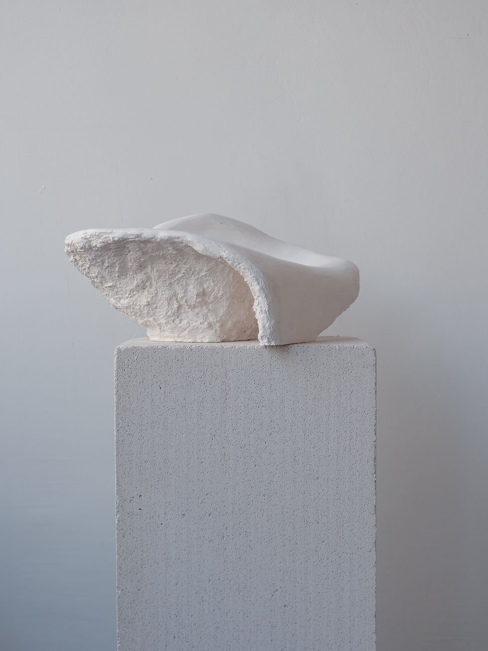 Miniatiūra: CASSIDAE dubuo