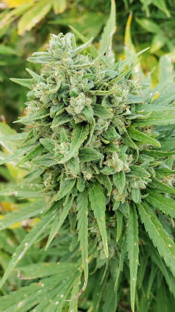 CBD Flower, Hemp Field, CBD Field, Cannabis Field, CBG Field, Outdoor hemp field, GFF, Grandpas Family Farms