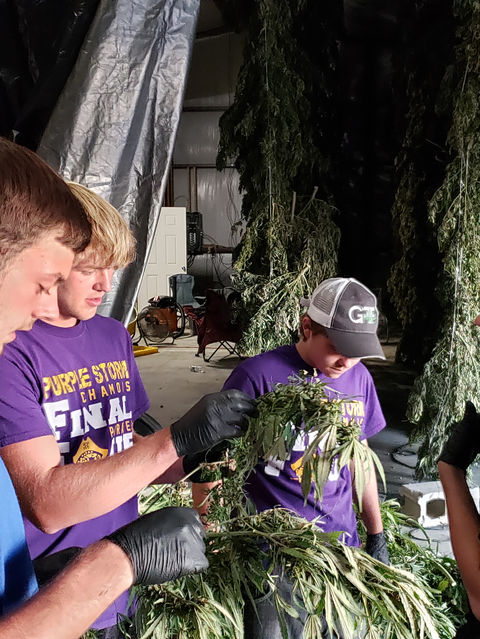 CBD Flower, Hemp Field, CBD Field, Cannabis Field, CBG Field, Outdoor hemp field, GFF, Grandpas Family Farms