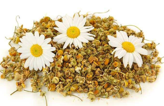 Hojas secas de la manzanilla