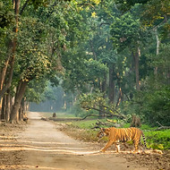 tiger.jpg