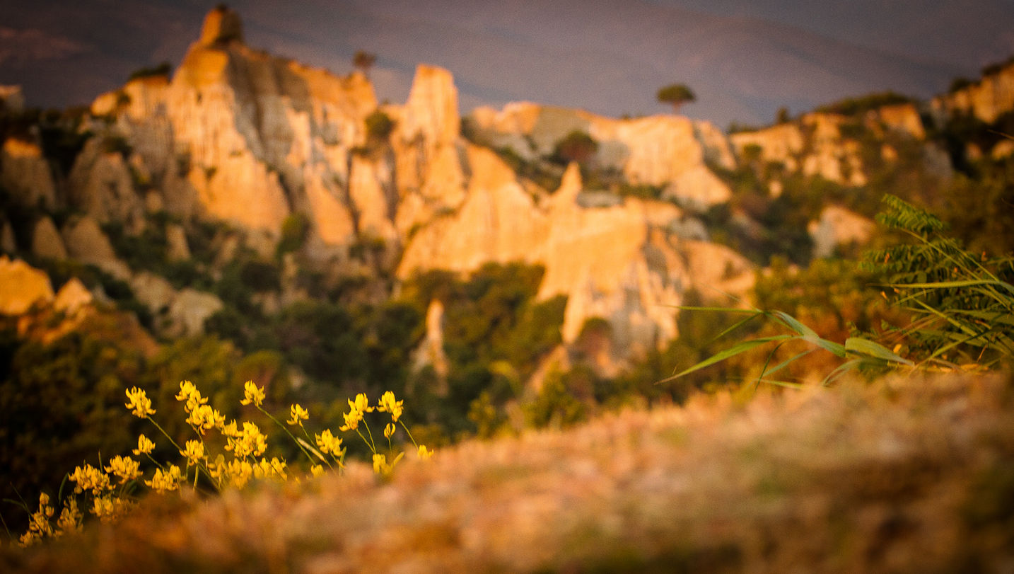 Flowers & Grasses striving.jpg