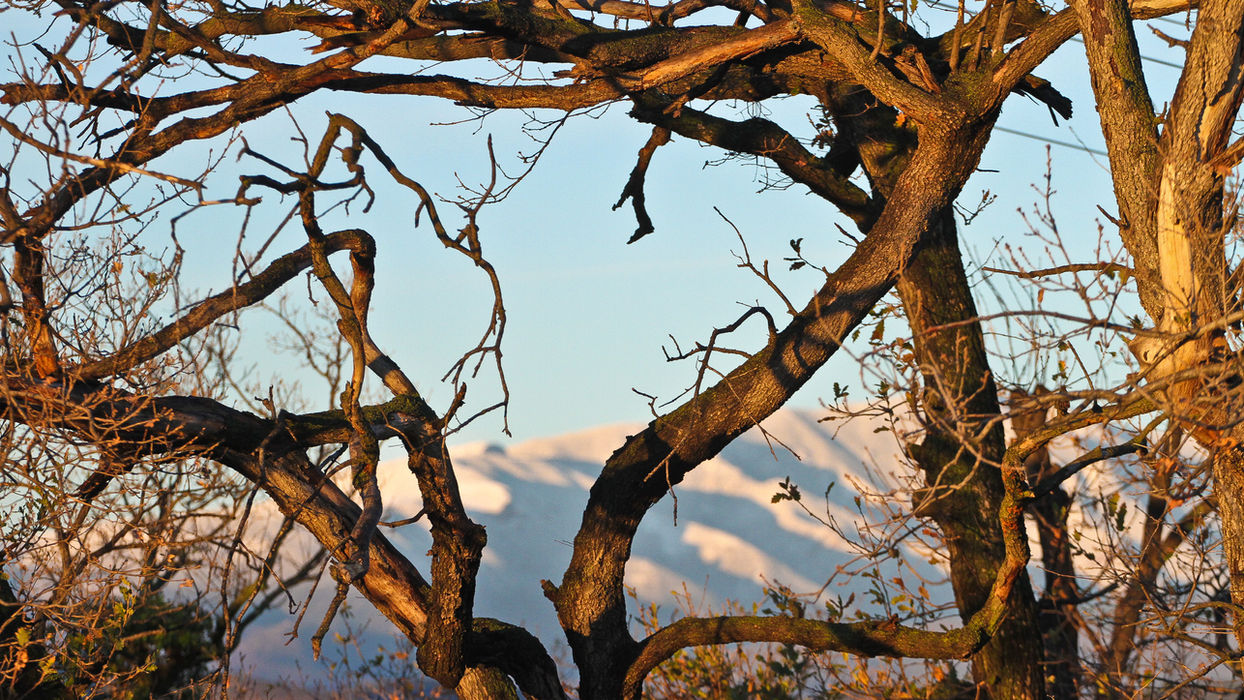 Dancing winter trees.jpg