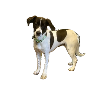 picture of a client's dog
