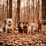 many small dogs in wooded area.jpg