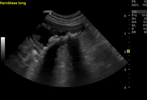 Ultraschall für Tiere  Schweiz,
Ultraschall für Tiere Bern,
Ultraschall Katze Schweiz,
Ultraschall Katze Bern,
Ultraschall Hund Schweiz,
Ultraschall Hund Bern,
Ultraschall Nager Schweiz,
Ultraschall Nager Bern,
Abdominaler Ultraschall Tierarzt Schweiz,
Abdominaler Ultraschall Tierarzt Bern