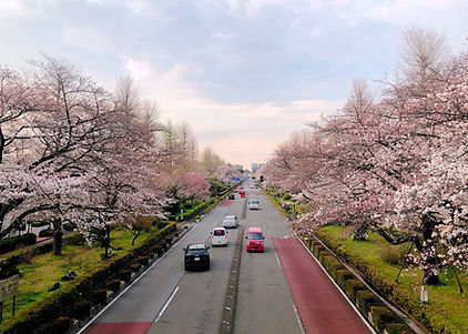 桜並木.jpg